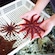The hands of a child holding a sea creature in a touch tank exhibit